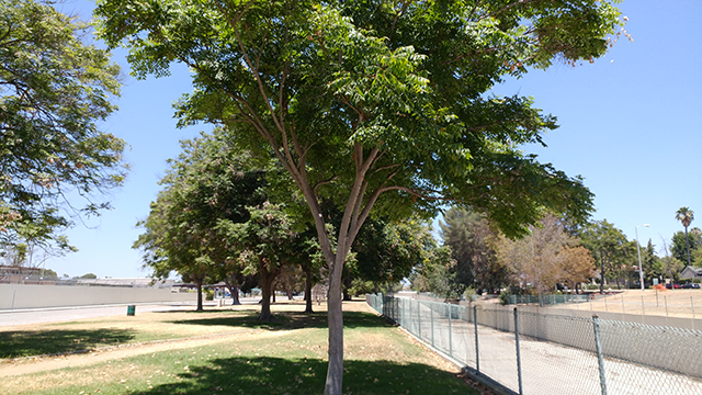 arbre-caméra-régulière