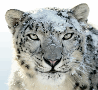 Comment passer à Snow Leopard et ce que vous devez savoir [Mac] snow leopard