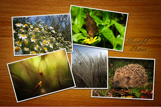 Comment faire un collage sympa en utilisant Photoshop naturecollage