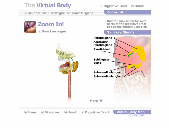 anatomie humaine interactive