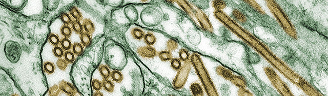 Virus de la grippe aviaire A H5N1