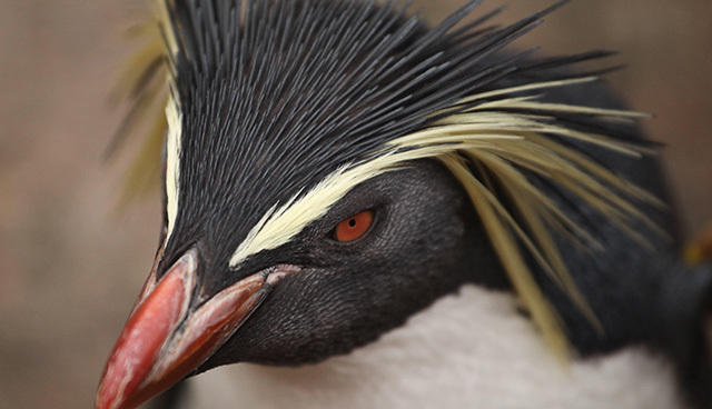colère-pingouin-combat