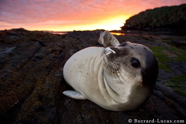 4 Will et Burrard-Lucas Elephant Seal Pup