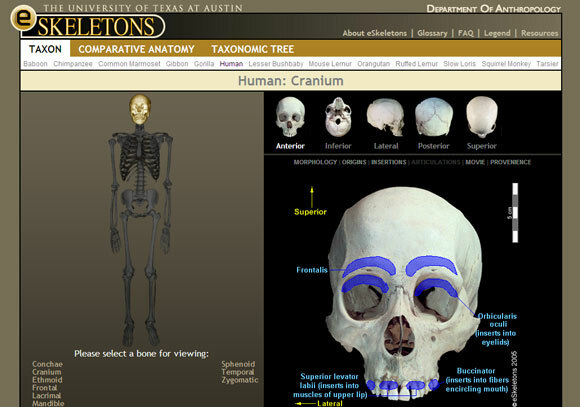 anatomie humaine interactive