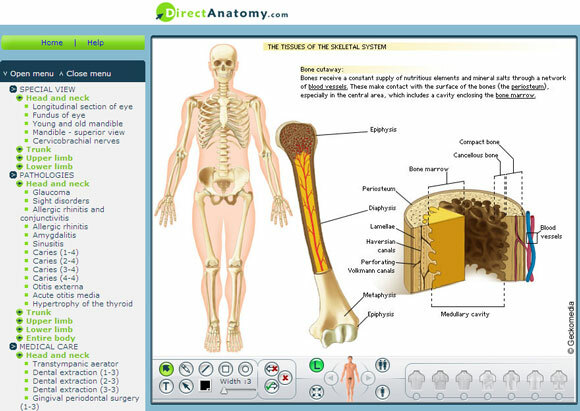 anatomie humaine interactive