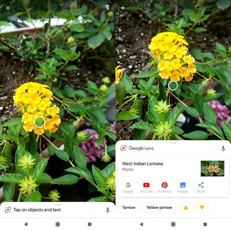 Comment identifier les plantes et les fleurs à l'aide de la lentille Google de l'appareil photo de votre téléphone