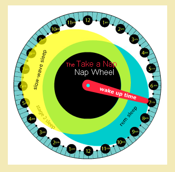 La roue de la sieste: trouvez le moment idéal pour faire une sieste