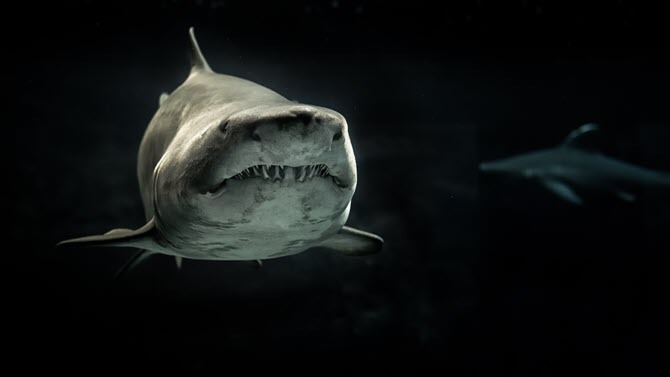 Gray Shark Wallpaper