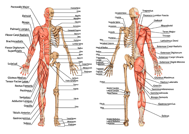 anatomie humaine