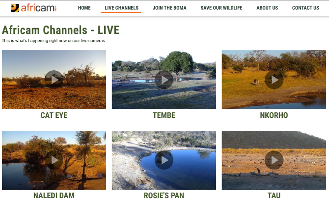 Africam diffuse huit webcams en direct de différents safaris de la faune en Afrique du Sud