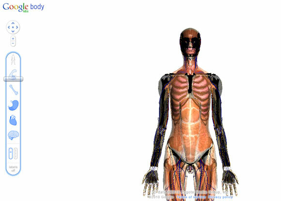 anatomie interactive