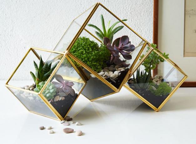 terrarium-orme-cube-terrarium