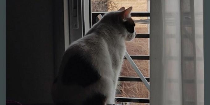 Chat regardant par la fenêtre