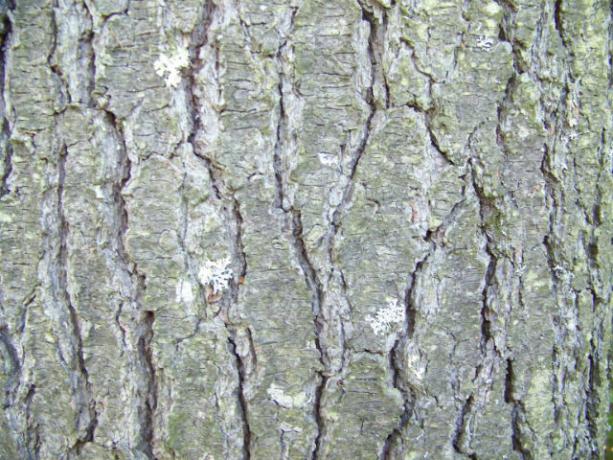 old-bark1