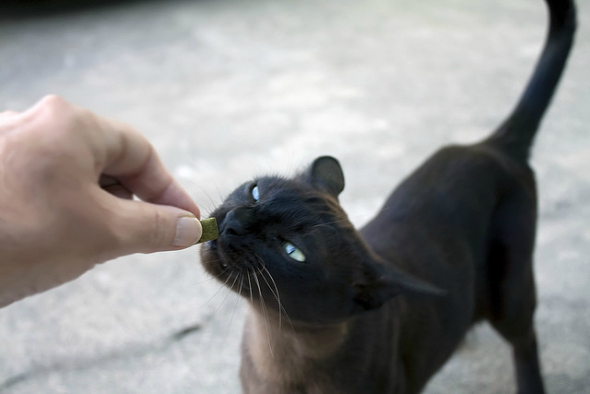 comment prendre des photos d'animaux domestiques