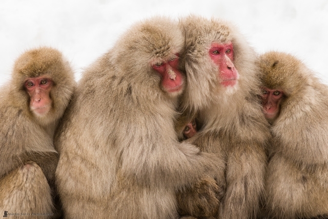 16 Martin Bailey - Singes des neiges