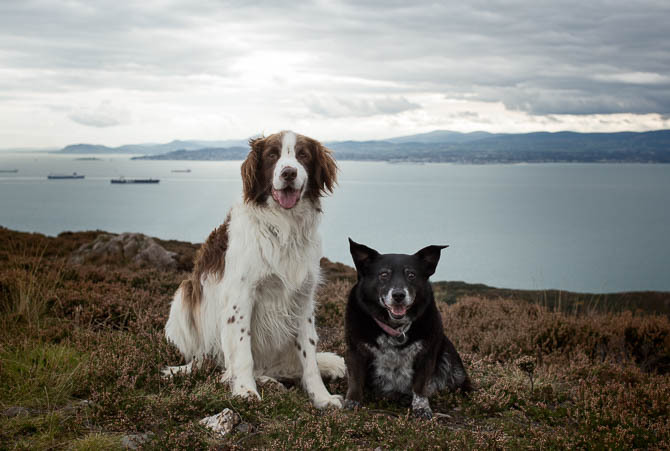 Prise de vue terminée des chiens dans Adobe Photoshop