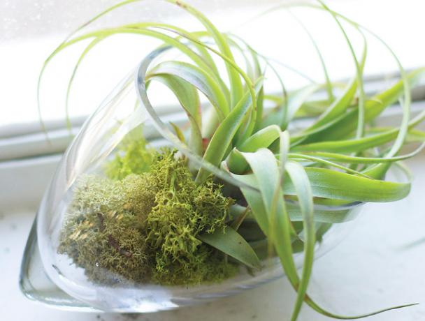 terrarium à coquille de verre