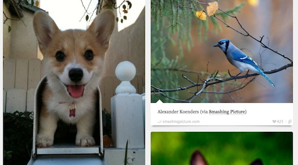 10 gobelets impressionnants et inspirants pour rehausser votre tableau de bord BestTumblrs Animal Blog